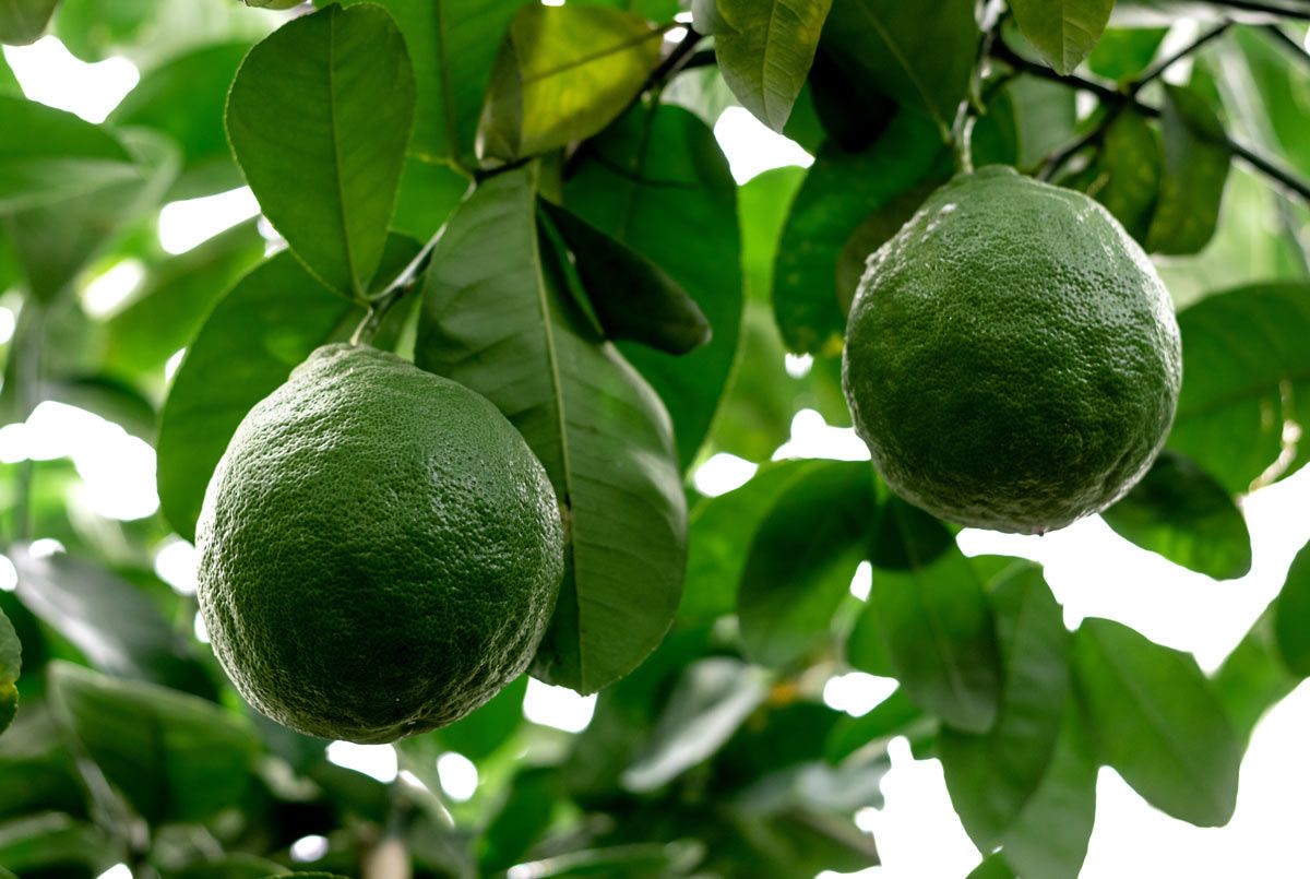 LA LIMONAIA DEL PRÀ DE LA FAM